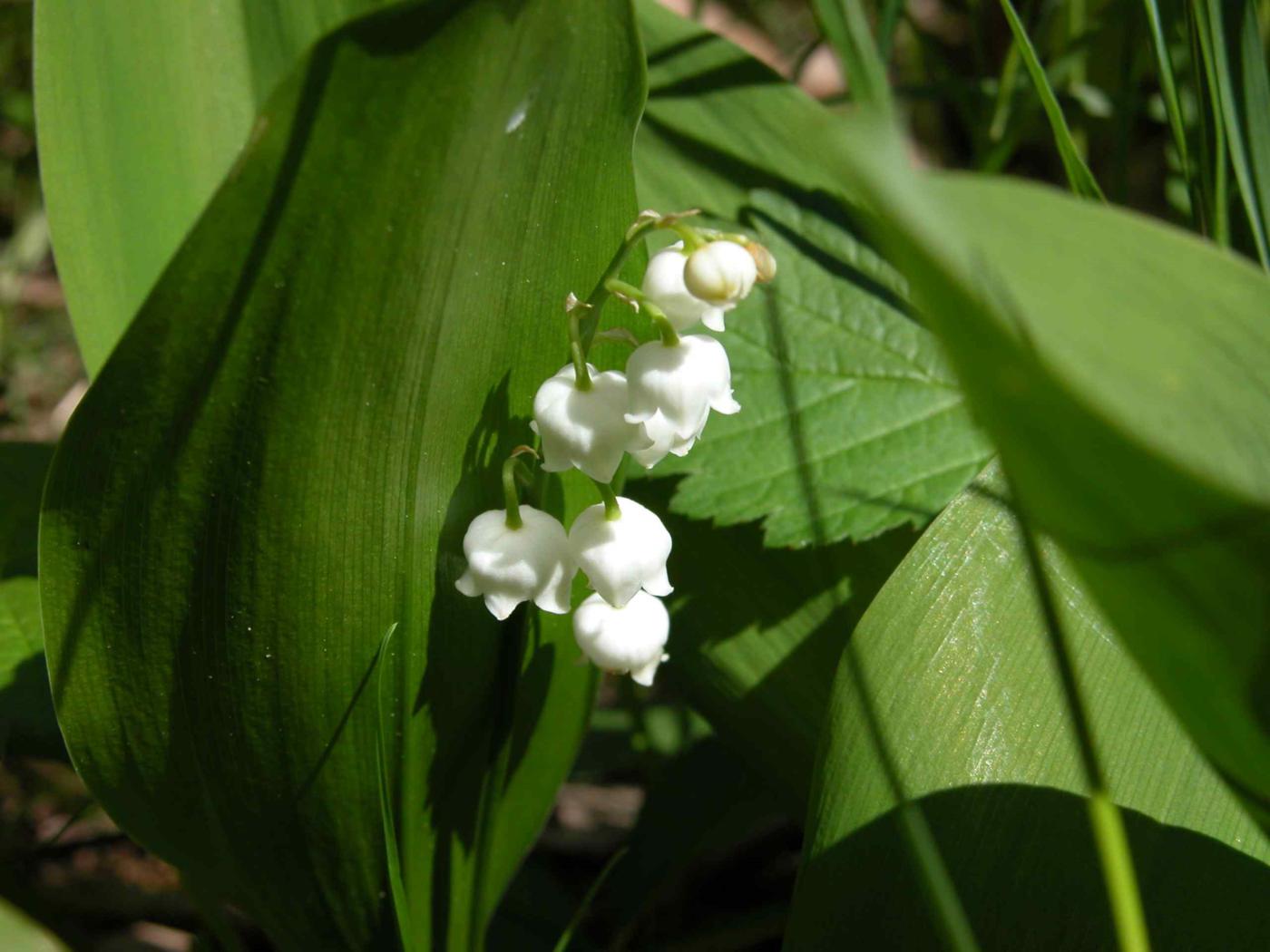 Lily-of-the-valley flower